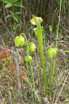 Green pitcherplant